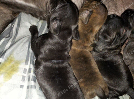 Pups for sale