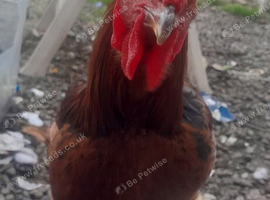 Handsome Young Roosters Seeking Flocks to Protect