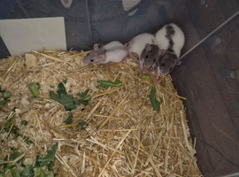 Beautiful baby rats available now