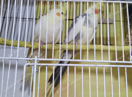 Cockatiels
