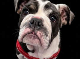 English bulldog puppy