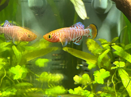 Bluefin notho killifish + 3 fancy guppies
