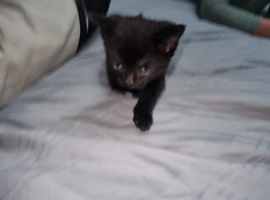Cute kittens