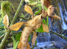 Extatosoma Tiaratum Giant Prickly Stick Insect Eggs 5-10