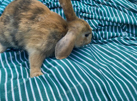 9 week old male.