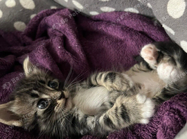 Gorgeous kitten looking for home