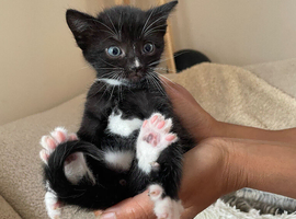 Stunning kittens from Russian Blue / Maine Coon heritage