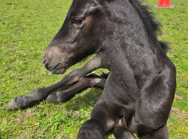 Mare and foal