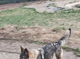4 year old loyal beautiful girl