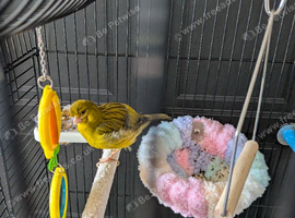 CANARY