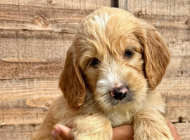 !!!REDUCED!!! STUNNING GOLDENDOODLE PUPPIES