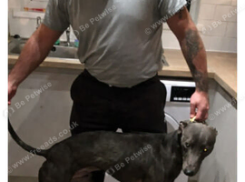 bull greyhound 3/8 5/8 stud