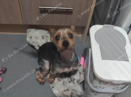 Yorkshire terrier
