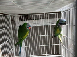 Derbyans breeding pair in Birmingham