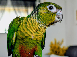 Co raised baby conure chicks