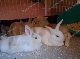 2 baby boy bunnies looking for forever loving homes
