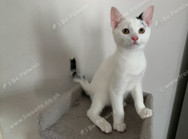 Beautiful White Female Kitten for sale Ready now - Microchipped wormed & flea DOB 11.03.2026