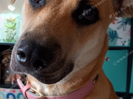 German Shepherd x Johnson's American Bulldog