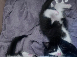 Male kitten