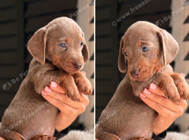 Beautiful Miniature Dachshund Puppies &ndash; Ready to View