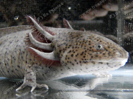 Various Axolotls