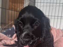 11 week old girl cocker spaniel