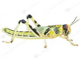 FRESH LIVE REPTILE FOOD OFFERED TWICE WEEKLY