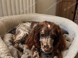PURE English springer spaniel