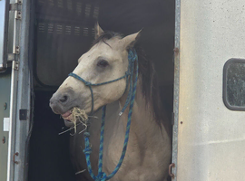 Connemara Gelding