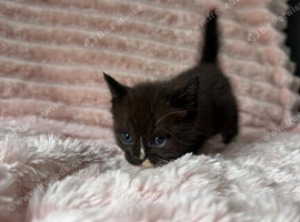 Ragdoll x exotic kittens