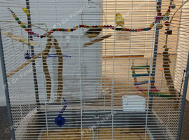 Bird cage only