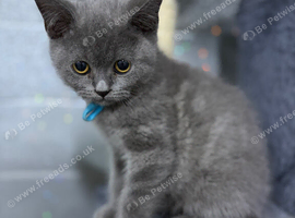 Stunning MALE British short haired kitten