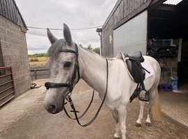 14.1hh connie x sports