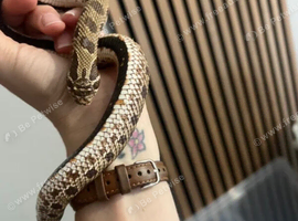 1 and half year old female hognose snake