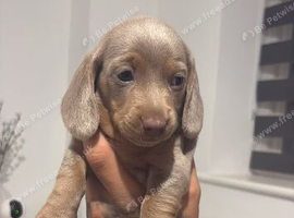 KC registered lilac MINATURE dachshunds