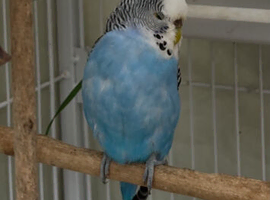 2 year old blue female budgie