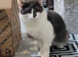 Male Cat for Sale
