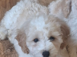 Beautiful very fluffy mailtopoo pup