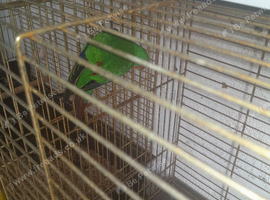 Swift parakeet