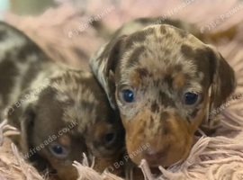 Adorable miniature puppies