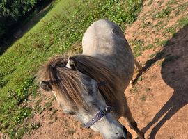 Welsh Sec A 2 years old Misty