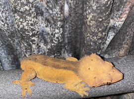 Stuka- Adult Male Crested Gecko+ set up