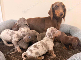 Beautiful dachshund puppies