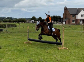 Welsh mare 12