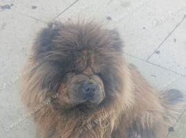 2 year old blue chow girl
