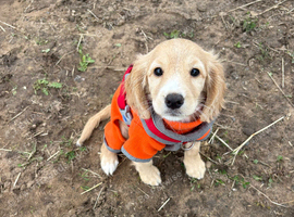F1b cockapoo girl