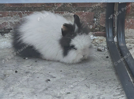 There are beautiful rabbits and different types.