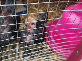 5 week old male chicken