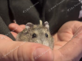 Russian dwarf hamsters