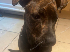 19 weeks old staff x cane corso